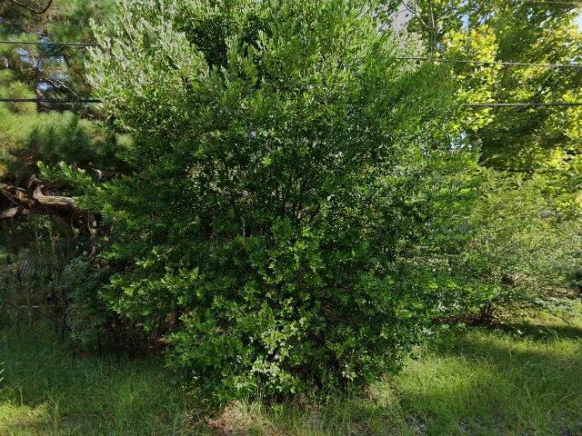 House image located at Hartsville, SC 29550