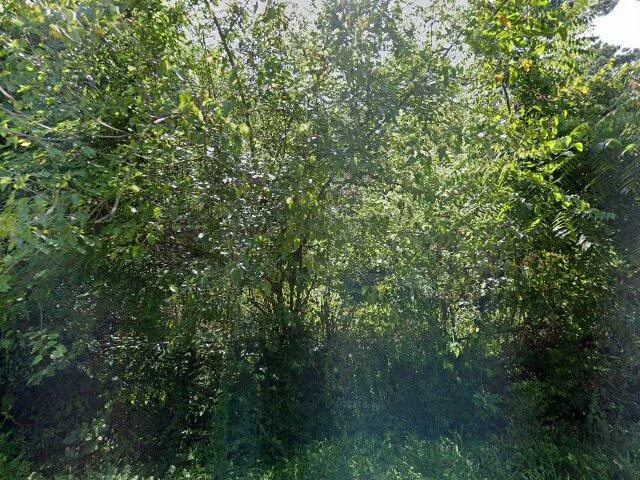 House image located at Williamsburg, VA 23185