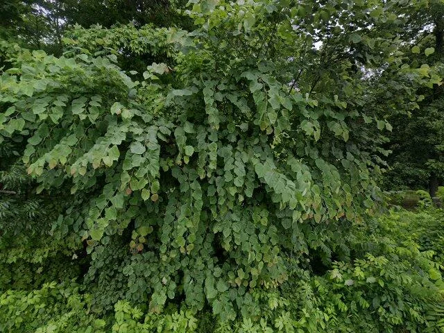 House image located at English, IN 47118